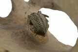 Pseudocryphaeus (Cryphina) Trilobite - Lghaft, Morocco #350527-5